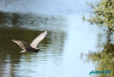 Nitticora in volo   